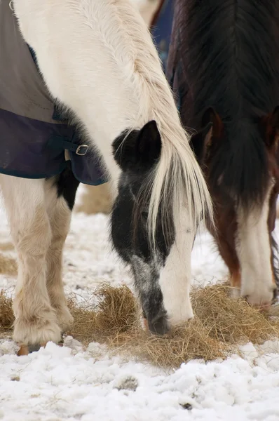 Koně, krmení — Stock fotografie