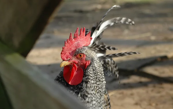 Farmyard rooster — Stock Photo, Image