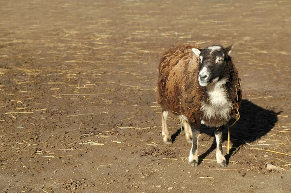 Πρόβατα του αγροκτήματος — Φωτογραφία Αρχείου