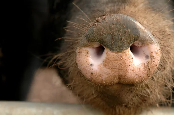 Мордою свині — стокове фото