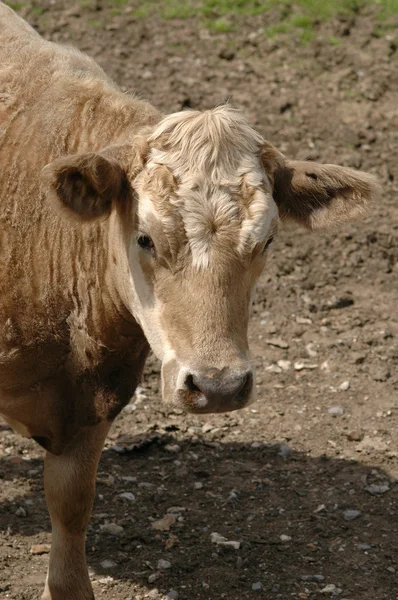 Самка коровы — стоковое фото