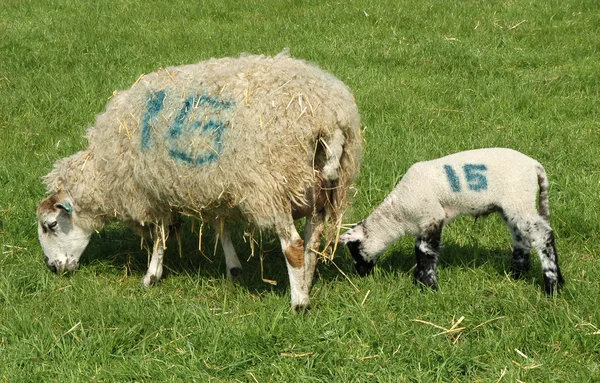 Numaralandırılmış koyun — Stok fotoğraf
