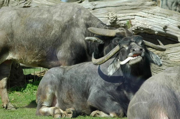 Cape buffalo — Stock Photo, Image