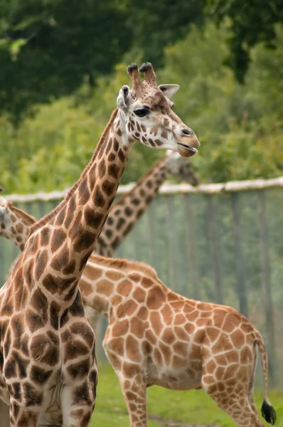Girafas em cativeiro — Fotografia de Stock