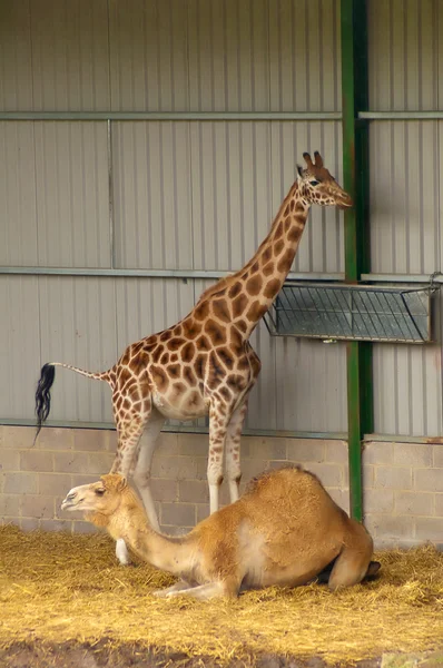 Girafa e camelo — Fotografia de Stock