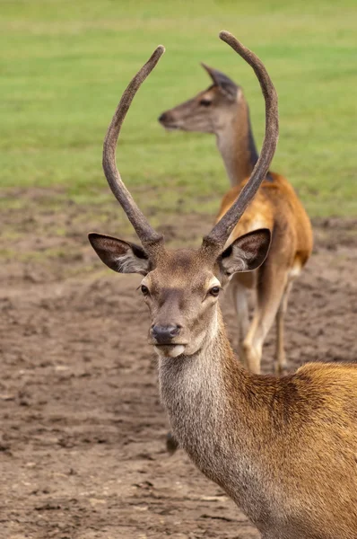 Çerçeveli geyik — Stok fotoğraf