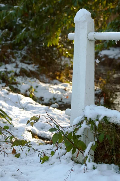 Snowy woodland — Stock Photo, Image