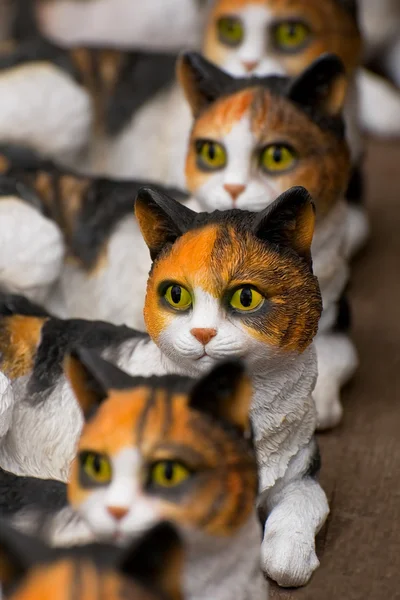 Katter ögon — Stockfoto