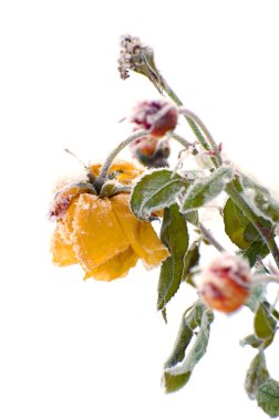 Winter rose clipart