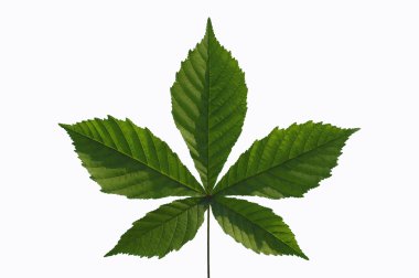 Chestnut leaf clipart