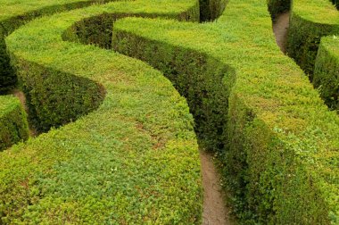 Maze hedges clipart