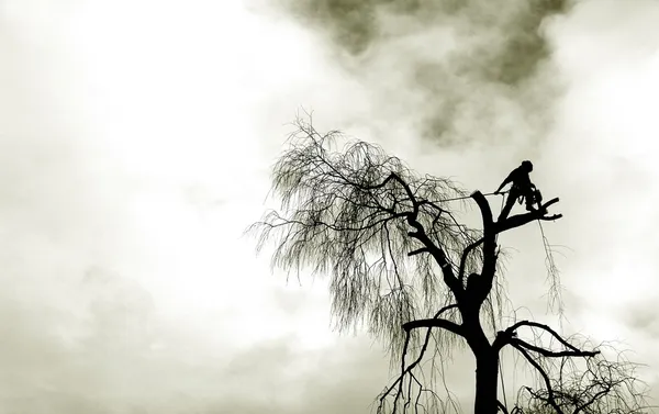나무 절단기 — 스톡 사진
