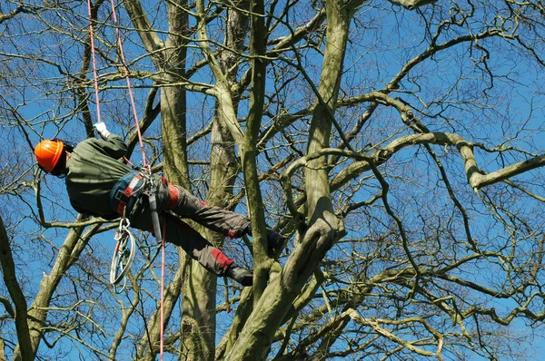 Tree climber — Stock Photo, Image