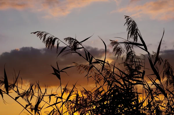 Sunset and grass — Stock Photo, Image