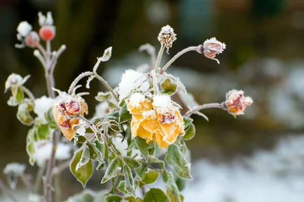 Winter roses — Stock Photo, Image