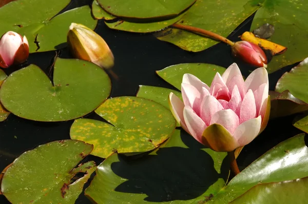 stock image Lily pond