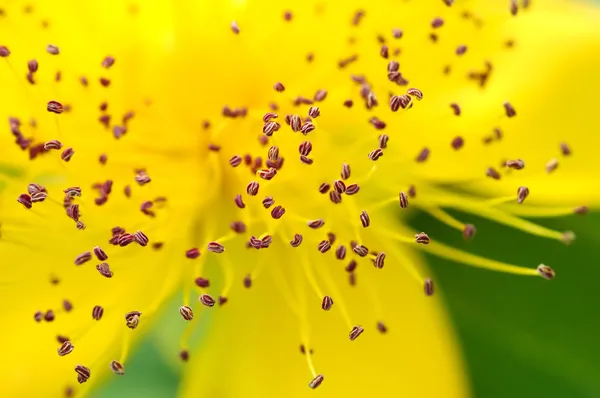 Пыльца — стоковое фото