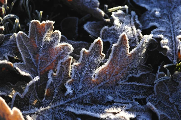 Frosted leaves — Stock Photo, Image