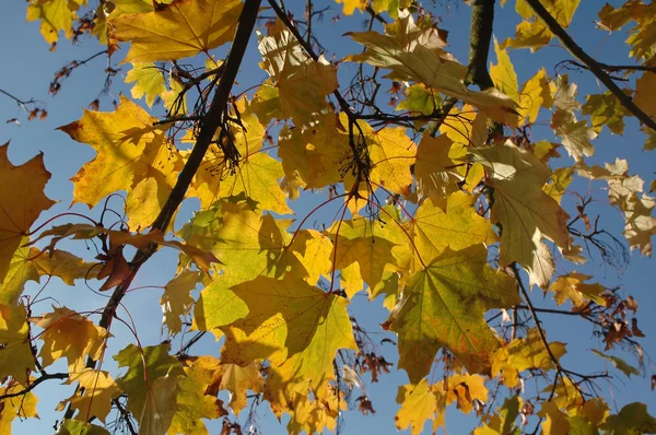 Herbst Blatt Hintergrund — Stockfoto