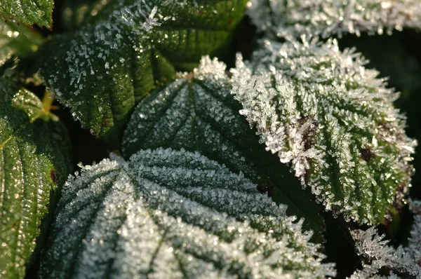 Frosty brambles — Stock Photo, Image