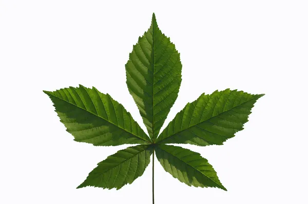 Chestnut leaf — Stock Photo, Image