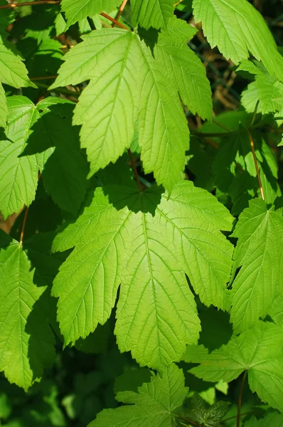 stock image Luscious leaves