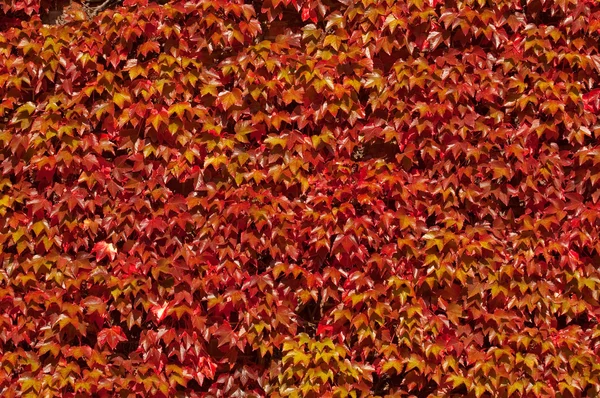 Red ivy background — Stock Photo, Image