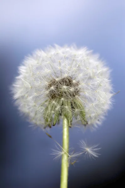 stock image Dandilion seeds