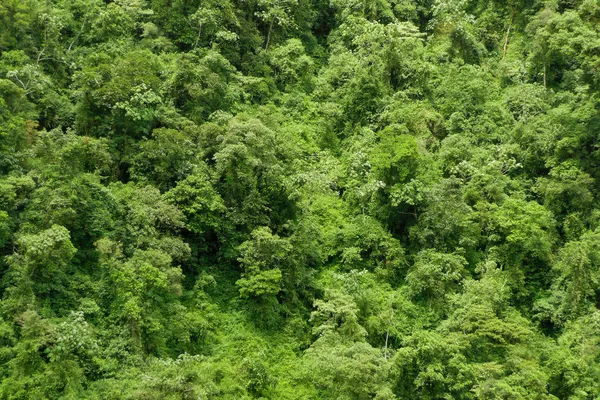 Regenwald — Stockfoto