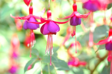 Fuschias clipart