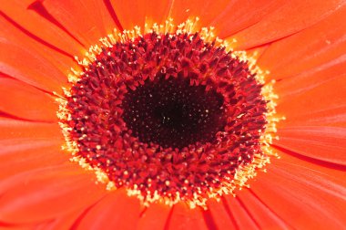 Gerbera