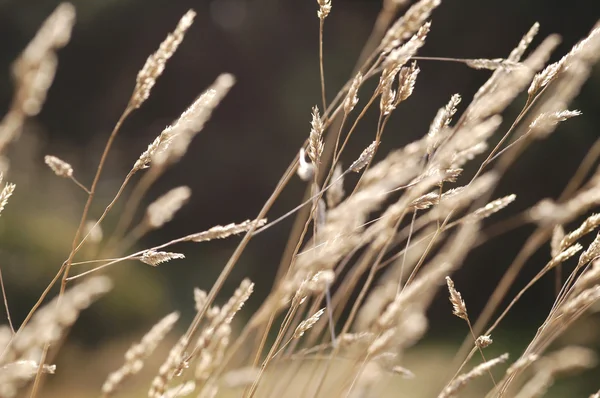 Autumn Grass — Stock Photo, Image