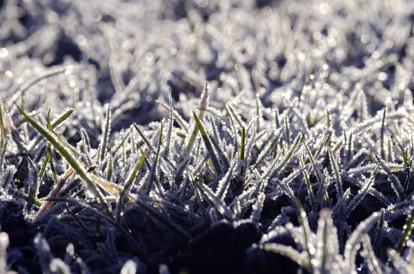 stock image Winter grass