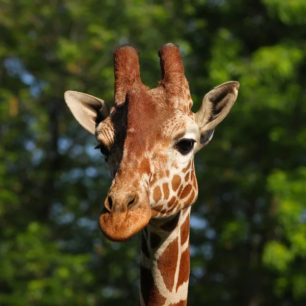 Girafe portrait tête — Photo