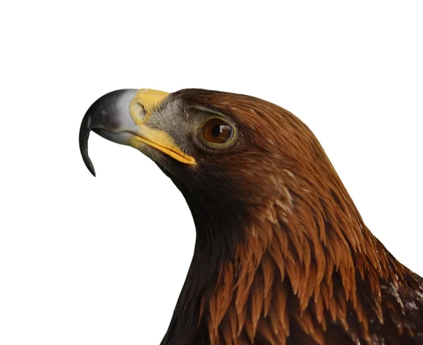 Cabeza de águila aislada — Foto de Stock