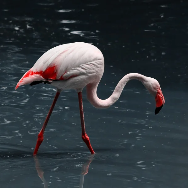 stock image Pink flamingo