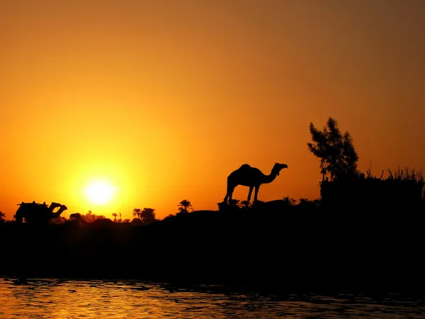 Camel and sunset — Stock Photo, Image