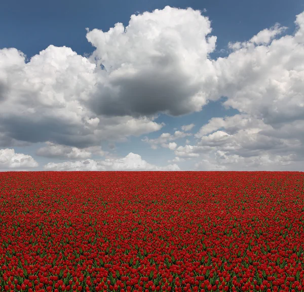 Pole czerwonych tulipanów — Zdjęcie stockowe