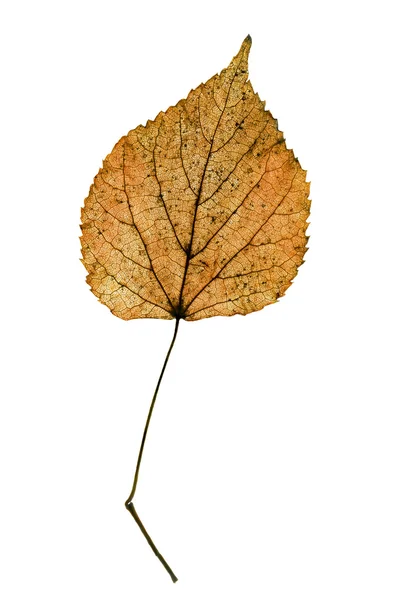 シナノキの葉 — ストック写真