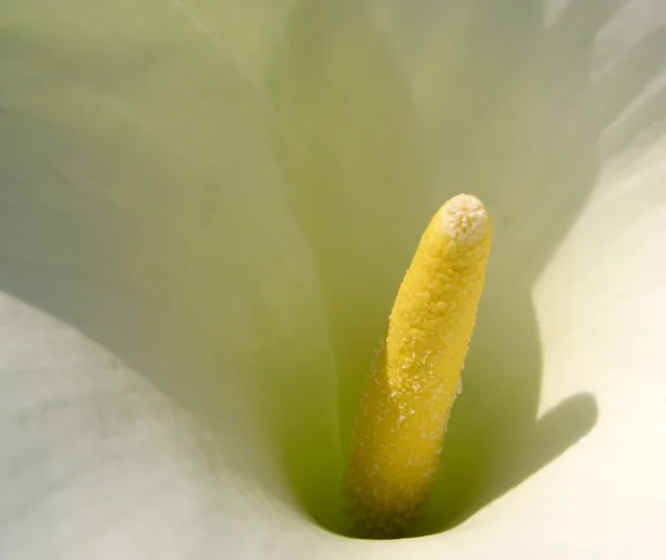 stock image Calla macro