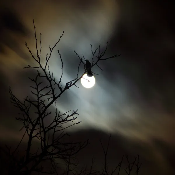 Corvo e lua cheia — Fotografia de Stock