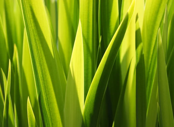 Foglie verdi sfondo — Foto Stock