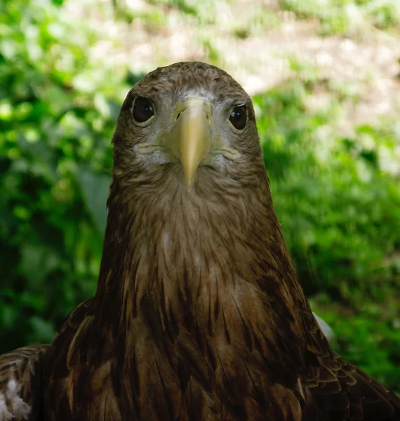 stock image Eagle