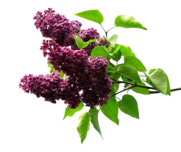 stock image Purple lilacs