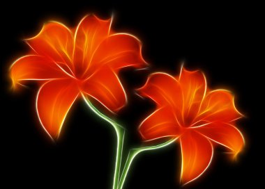 iki kırmızı lilyum