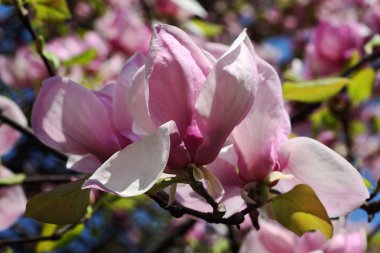 Magnolia flowers clipart