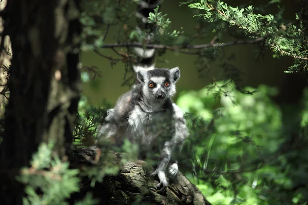 Lemur catta — Stockfoto