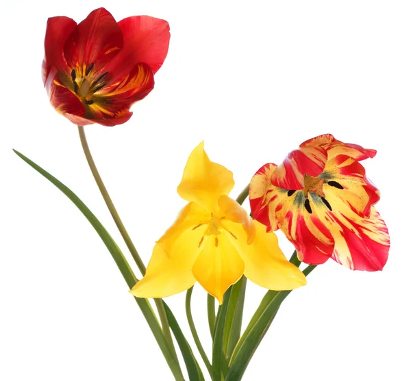 stock image Three tulips