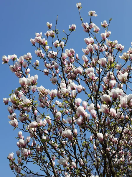 Magnolienblüten — Stockfoto