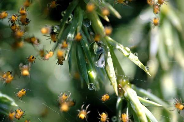 stock image Spiders and web